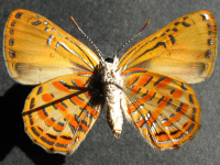 Adult Female Under of Copper Jewel - Hypochrysops apelles apelles